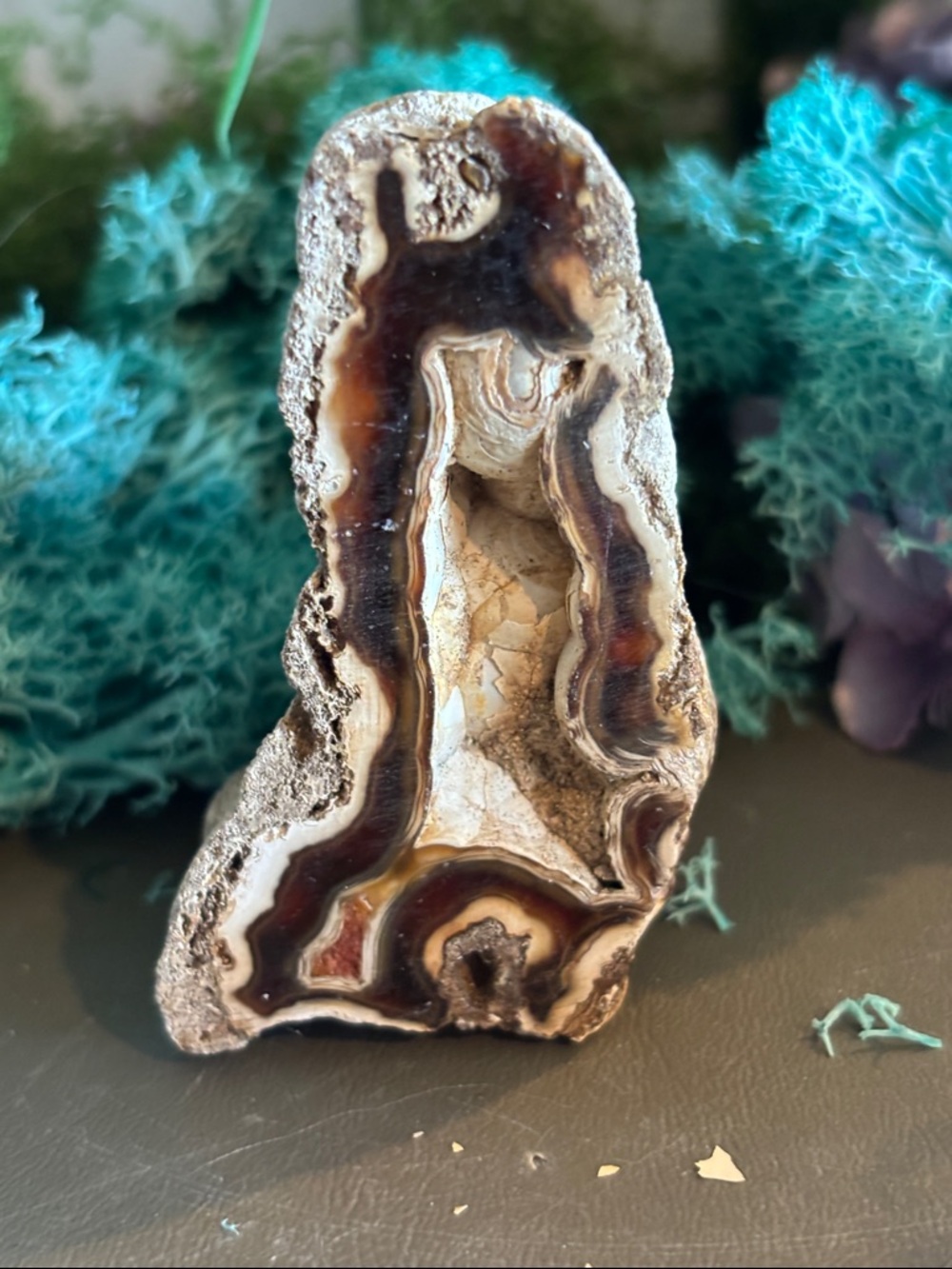 Agatized Coral